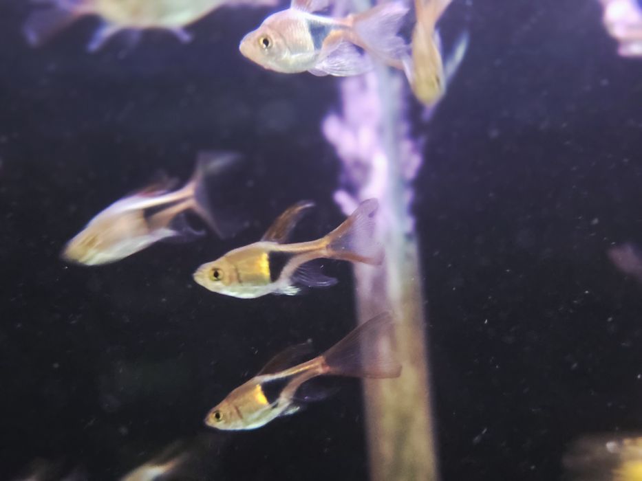 Rozbora klinowa weloniasta