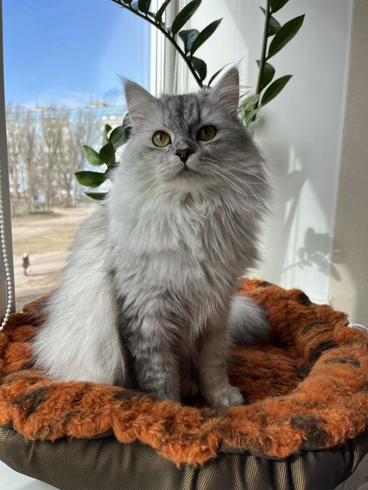 Серебристая шиншилла