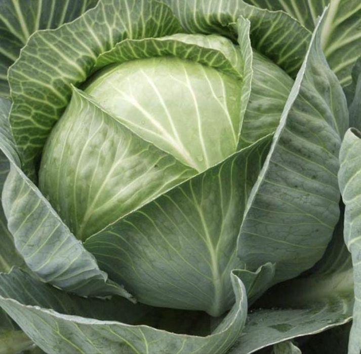 Насіння капусти Агрессор F1  2500шт Агрессор F1 Agressor F1