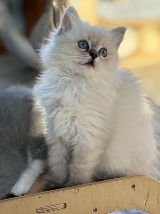 Kotka Ragdoll ..Dostepna   Rodowod FPL