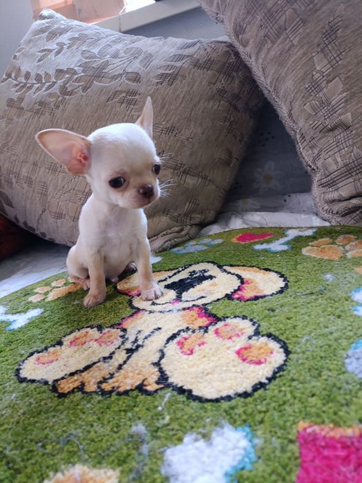 Мини мальчик чихуахуа