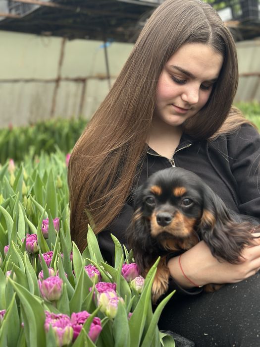 Кавалер Кінг Чарльз Спаніель-династія чемпіонів