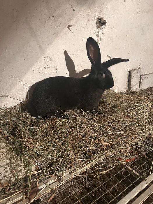Продам кролів строкач
