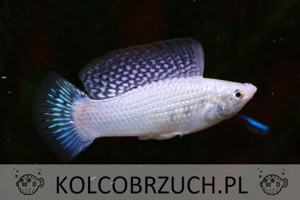 Molinezja żaglopłetwa srebrna - XL - Poecilia velifera - dowóz