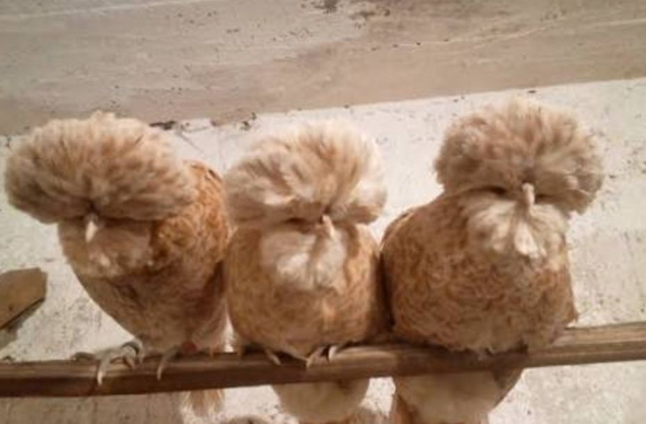 Sprzedam jaja lengowe  różnych ras