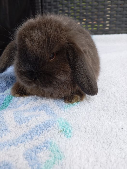 Królik mini lop miniaturka