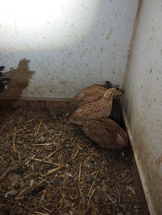 Vendo ovos de codorniz gigante