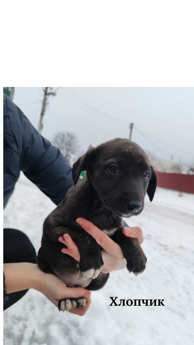 Цуценята шукають дім