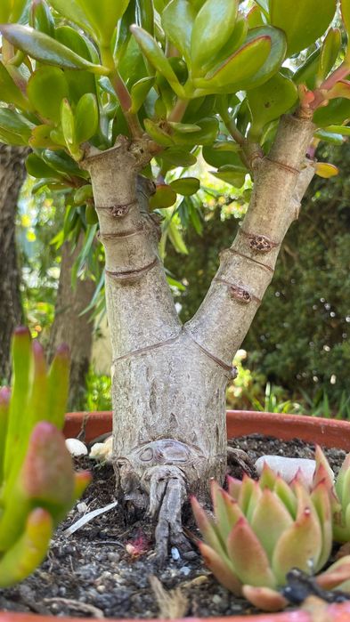 Suculenta jade tipo bonsai