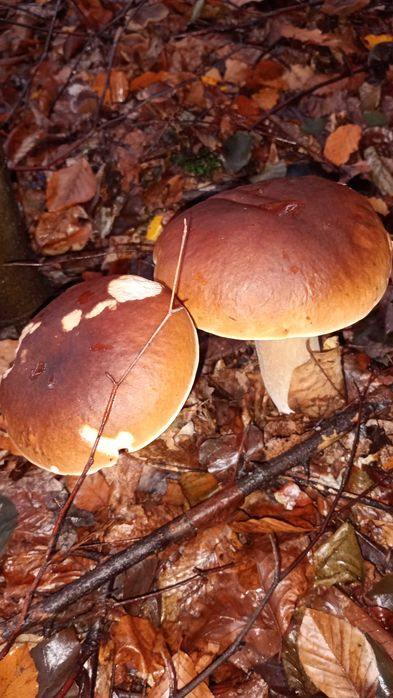 borowik szlachetny suszony