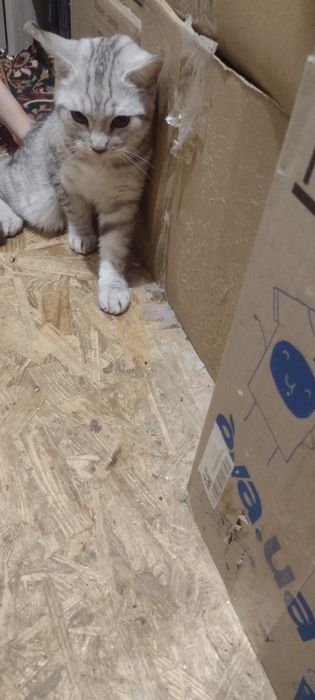 Шотландские чистокровные котята.