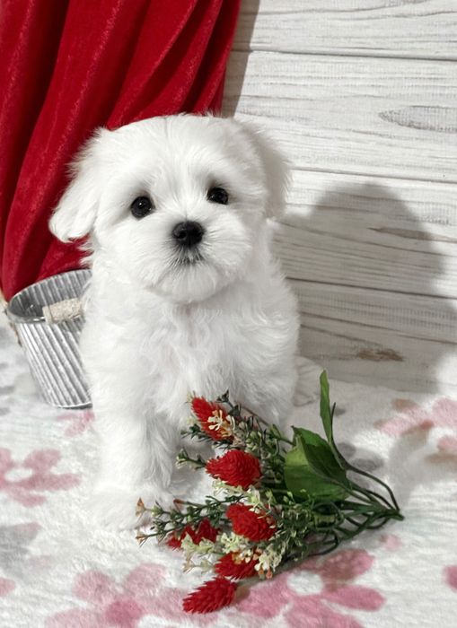 Новый помёт мальтезе FCI