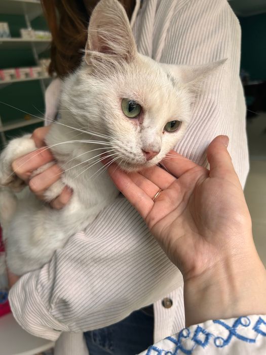 Стерилізований хлопчик котик