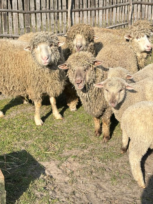 Вівці-Барани-Ягнята