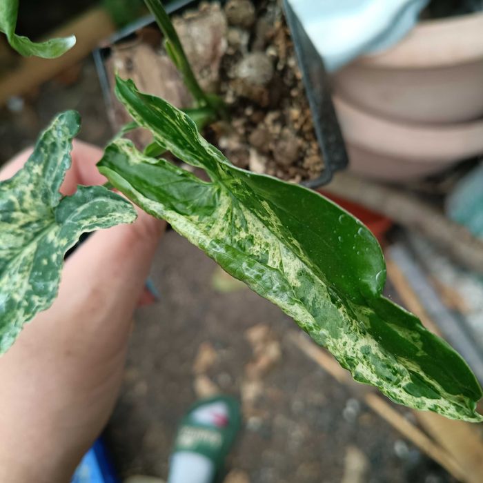 syngonium mohito/mojito