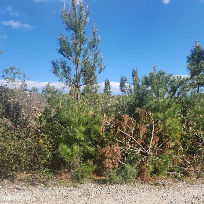 Terreno Rústico com 4000m2, Retaxo, Castelo Branco