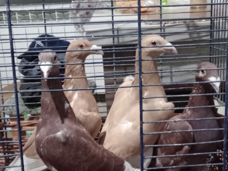 Gołębie staropolskie