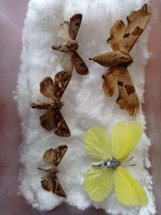 Ентомологічна колекція комах жуки метелики коллекция насекомых