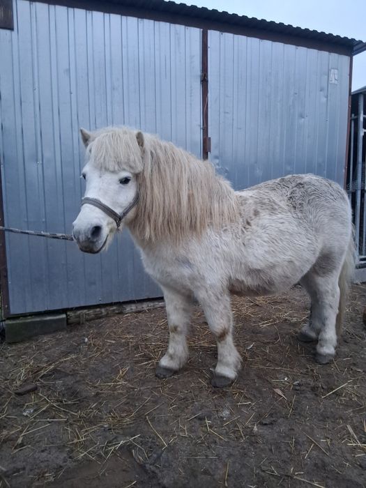 Kuc kucyk ogier ogierek koń wałach