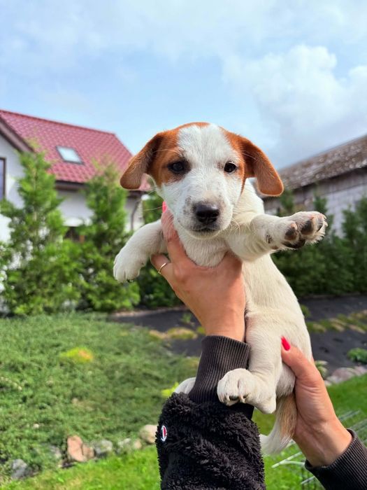 Jack Russell Terrier