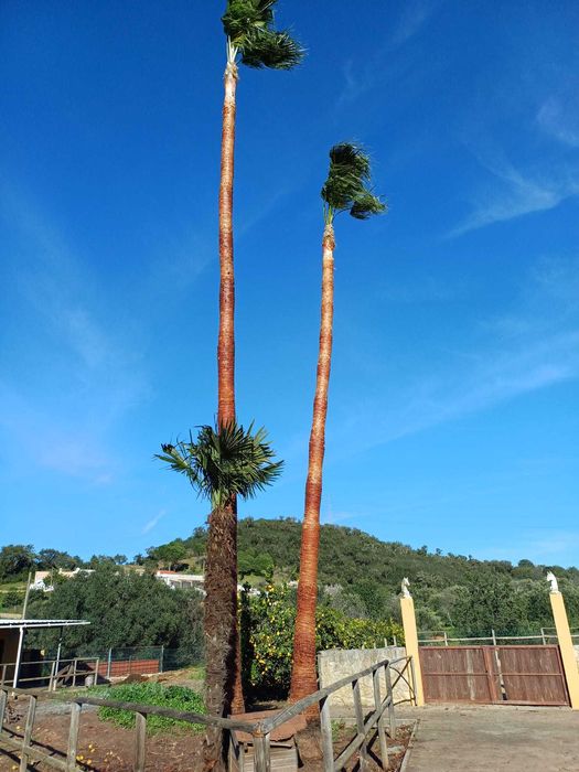 Palmeiras Washingtonia
