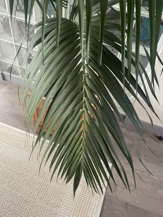 Palmeira Kentia (1,5 metro) com vaso