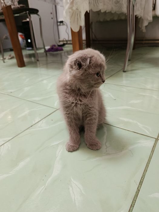 Шукає родину висловухий хлопчикик