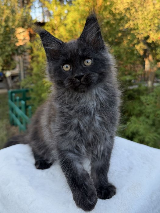 Хлопчик Maine Coon