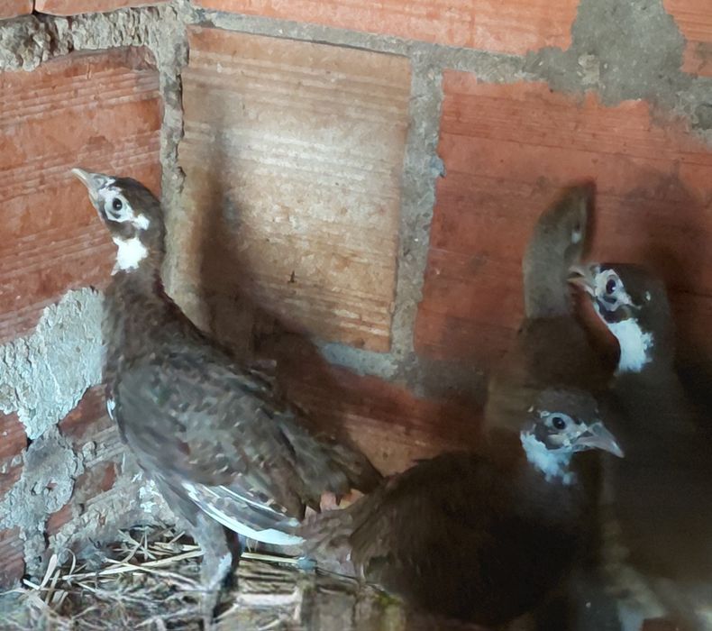 Faisões versicolor com 2 meses