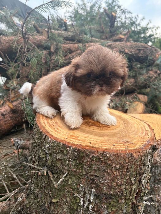 Shih tzu.          .