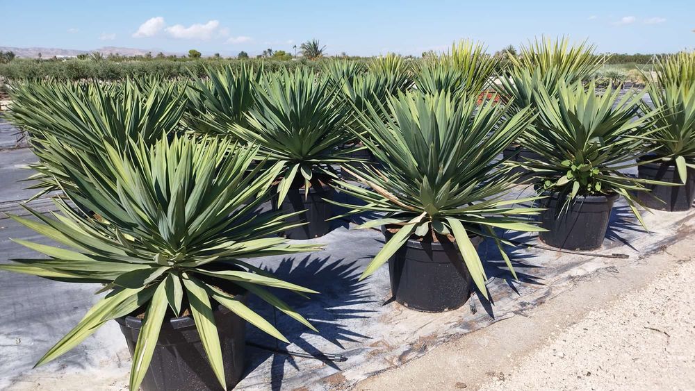 Yucca Gloriosa 100-110 cm. Yucca rostrata. Yucca filifera