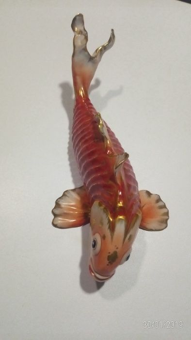 Peixe Húngaro Salmão e Ouro - vista alegre