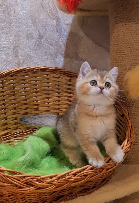 Гарний малюк очікує Вас!