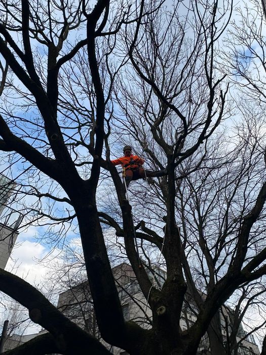 Przycinanie żywopłotów, wycinka, pielęgnacja drzew prace ogrodowe Warszawa