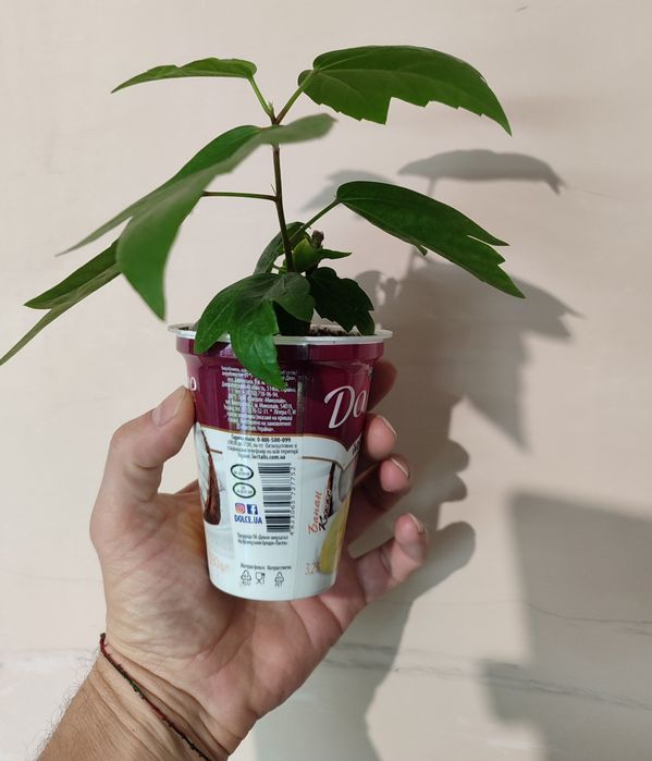 Продам махровий гібіскус Koenig