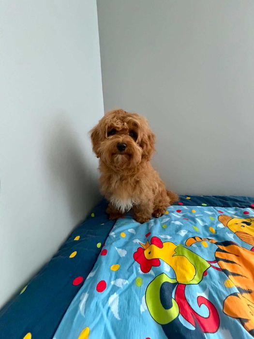 Maltipoo F1b -gotowe do nowego domku