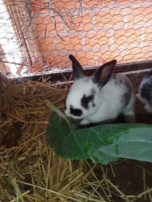 Coelhos raça borboleta
