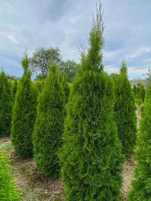 Tuja szmaragd 150-200 cm kopana z gruntu