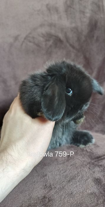 Mini lop króliki karzełek miniaturka baranek hodowla