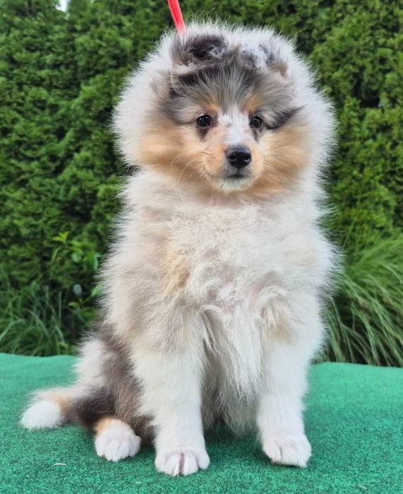 Sheltie Owczarek Szetlandzki dziewczynka blue merle