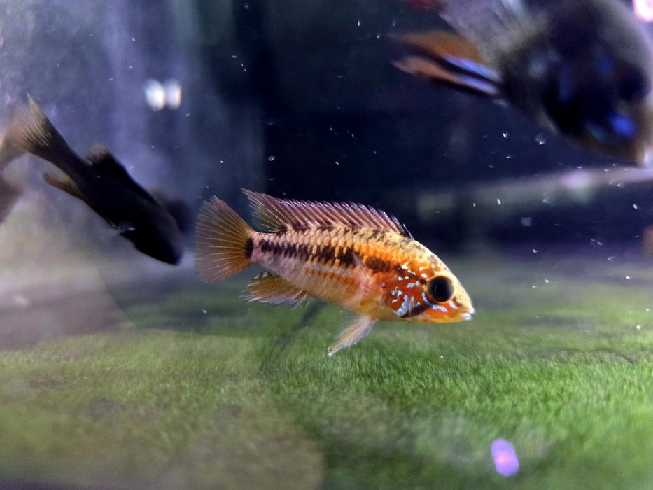 Pielęgniczka apistogramma macmasteri red