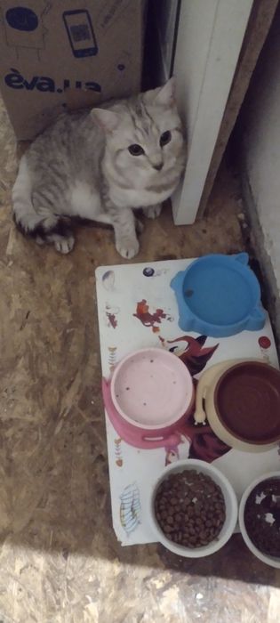 Шотландские чистокровные котята.