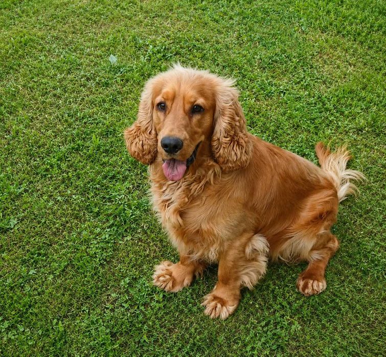 Cocker spaniel piesek