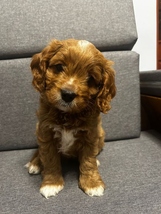 Cavapoo sunia do odbioru