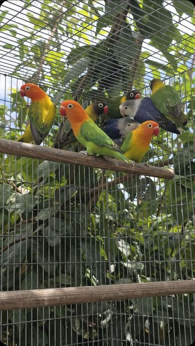 Agapornis fischeri e personatas