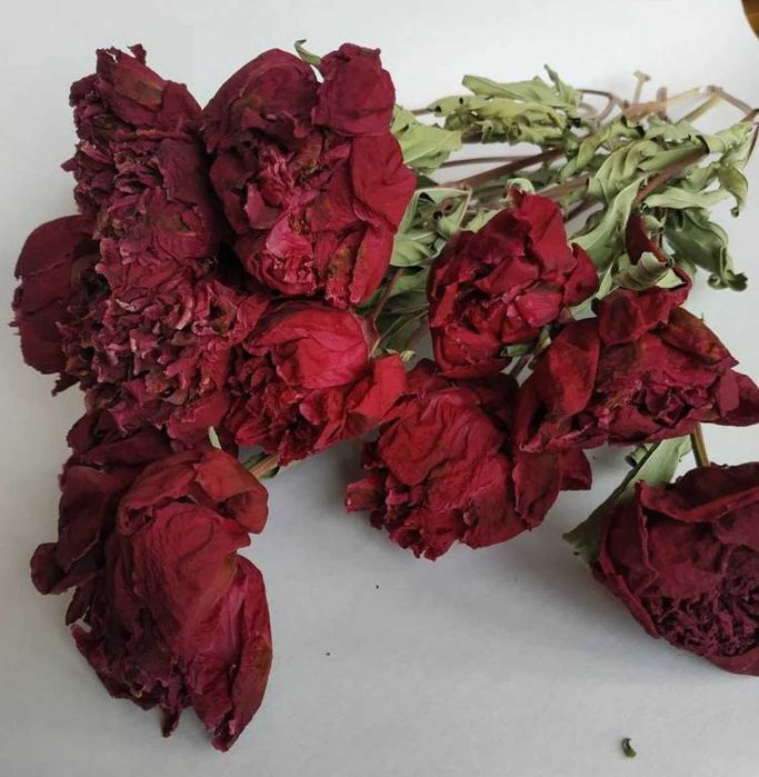 Сухоцвіти півонії зі стеблами бордові та рожеві. Букети сухих квітів