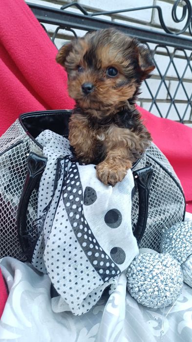 Міні дівчинка -йоркширський тер'єр.