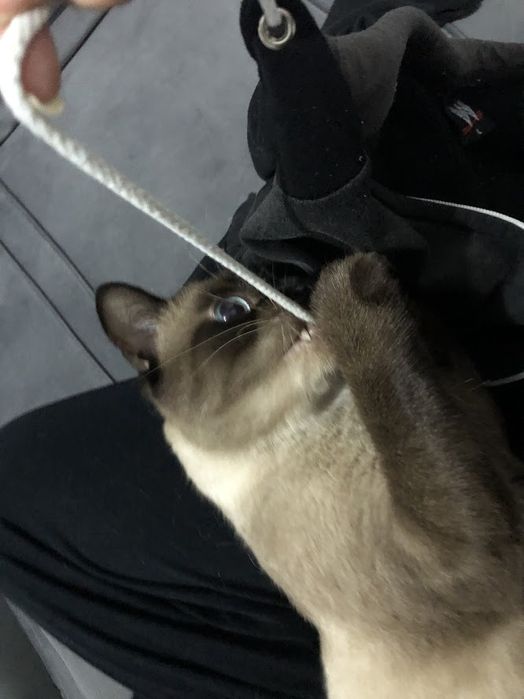 Pet Sitting/Walking; Creche e Estadia Familiar para cães/gatos Lisboa