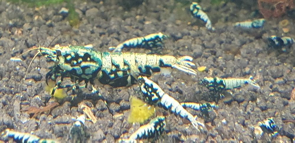 Krewetki galaxy okazja