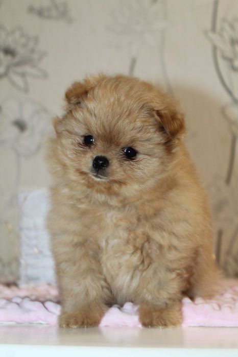 Бомба міні шпіцулі